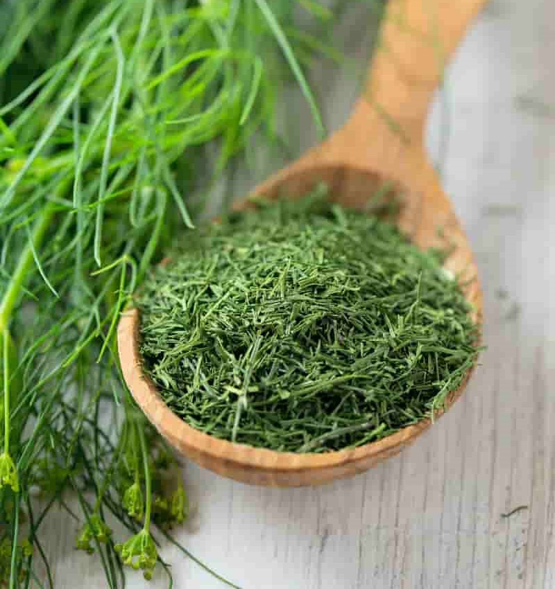 تصویر 4 از شوید خشک ارگانیک تهیه شده از مزارع سالم و باکیفیت